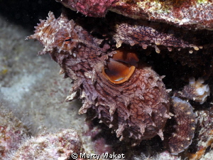 Hawaiian Day Octopus by Marty Wakat 